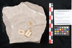 Foto (Objekt + Etikett) von Dictyopteris brongniarti Gutb. (NHMW-GEO-2024-0188-10772)